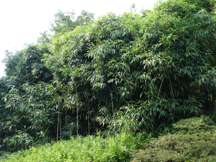 Pseudosasa Japonica, Pfeil-Bambus 3 Pseudosasa Japonica, Pfeil-Bambus – Bild 3