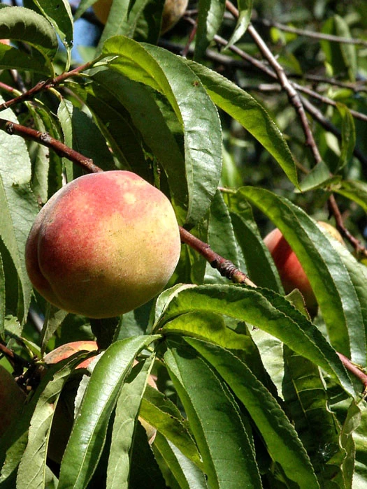 Pfirsich Kernechter Vom Vorgebirge 1 Pfirsich Kernechter Vom Vorgebirge