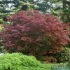 Acer Palmatum 'Bloodgood', Dunkelroter Fächerahorn