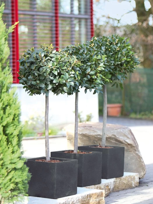 Pflanzkübel Capri 2 Pflanzkübel Capri – Bild 2