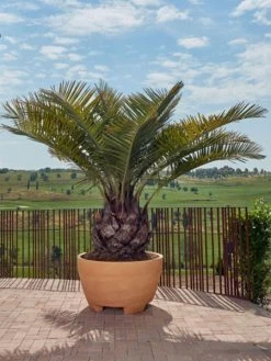 Pflanzkübel Megalos - XXL-Produkt -Gartengrün -Pflanze pflanzkuebel megalos 1280x1280