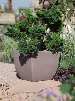 Pflanztopf Ravenna -Gartengrün -Pflanze pflanztopf ravenna stimmung 1280x1280