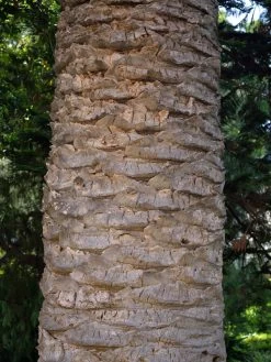 Kanarische Dattelpalme, Phoenix Canariensis 11 Kanarische Dattelpalme, Phoenix Canariensis -Gartengrün -Pflanze phoenix palme stamm 1280x1280