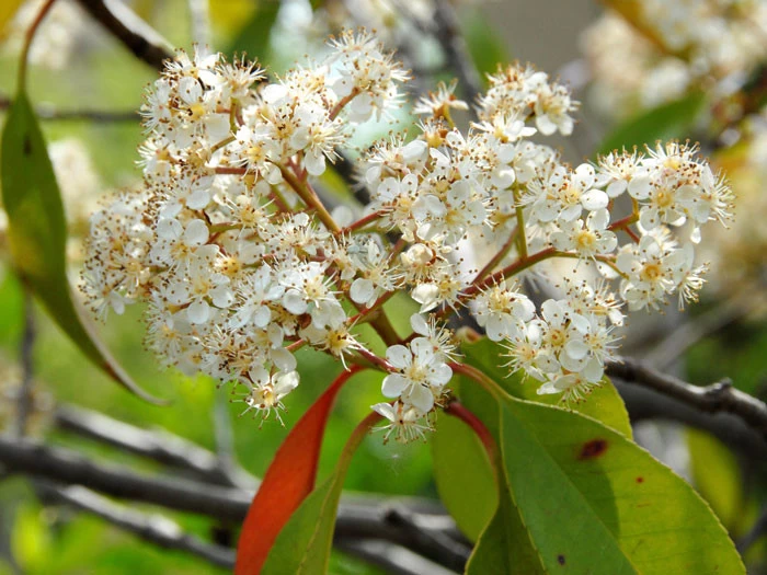 Photinia Fraseri 'Red Robin', Immergrüne Rote Glanzmispel 6 Photinia Fraseri 'Red Robin', Immergrüne Rote Glanzmispel – Bild 6