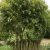 Phyllostachys Atrovaginata 'Green Parfume', Weihrauchbambus