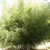Phyllostachys Bissetii, Bisset-Bambus