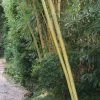 Phyllostachys Vivax Aureocaulis, Zauber-Bambus