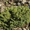 Picea Abies 'Little Gem', Kugel-Fichte, Kissen-Fichte
