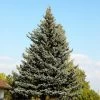 Picea Pungens 'Glauca', Blaufichte