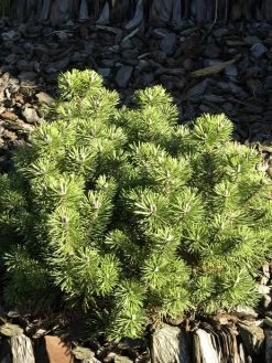 Pinus Mugo 'Mops', Kugel-Kiefer