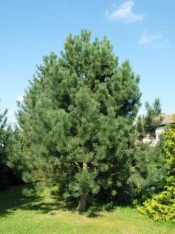 Pinus Nigra Austriaca, Österreichische Schwarz-Kiefer 5 Pinus Nigra Austriaca, Österreichische Schwarz-Kiefer -Gartengrün -Pflanze pinus nigra austriaca 1280x1280