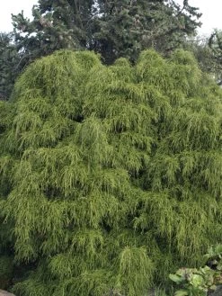 Chamaecyparis Pisifera 'Filifera Nana', Grüne Zwerg-Fadenzypresse