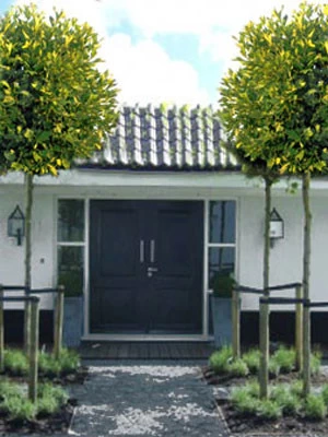 Platanus Hispanica 'Alphens Globe', Kugelplatane - Hochstamm 2 Platanus Hispanica 'Alphens Globe', Kugelplatane - Hochstamm – Bild 2