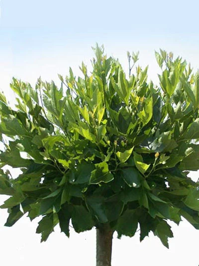 Platanus Hispanica 'Alphens Globe', Kugelplatane - Hochstamm 1 Platanus Hispanica 'Alphens Globe', Kugelplatane - Hochstamm