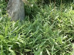 Pleioblastus Shibuyanus (variegatus) 'Tsuboi', Buntblättriger Zwergbambus 5 Pleioblastus Shibuyanus (variegatus) 'Tsuboi', Buntblättriger Zwergbambus -Gartengrün -Pflanze pleioblastus tsuboi blatt 1280x1280