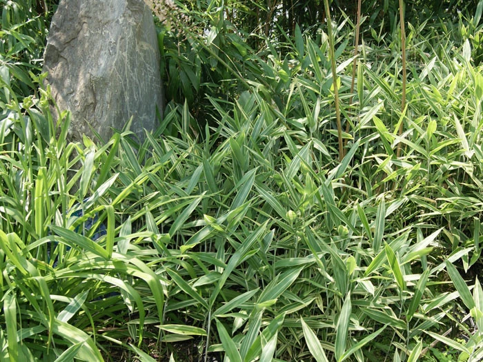 Pleioblastus Shibuyanus (variegatus) 'Tsuboi', Buntblättriger Zwergbambus 3 Pleioblastus Shibuyanus (variegatus) 'Tsuboi', Buntblättriger Zwergbambus – Bild 3