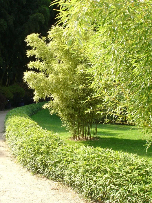 Pleioblastus Viridistriatus 'Vagans' (Sasaella Ramosa), Weichblättriger Zwergbambus 1 Pleioblastus Viridistriatus 'Vagans' (Sasaella Ramosa), Weichblättriger Zwergbambus