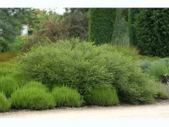 Betula Nana, Zwergbirke, Polarbirke