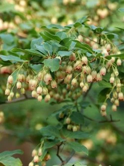 Enkianthus Campanulatus, Prachtglocke
