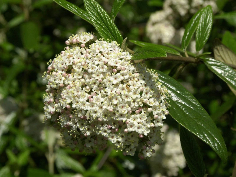 Viburnum 'Pragense', Prager Schneeball 1 Viburnum 'Pragense', Prager Schneeball