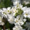 Exochorda Macrantha 'The Bride', Prunkspiere