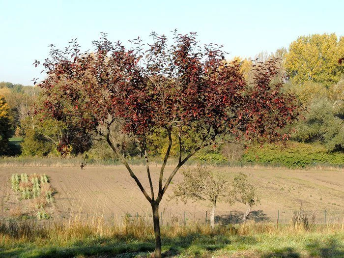 Prunus Cistena, Zwerg-Blutpflaume 3 Prunus Cistena, Zwerg-Blutpflaume – Bild 3