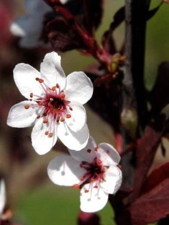 Prunus Cistena, Zwerg-Blutpflaume