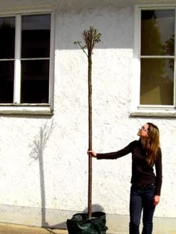 Prunus Fruticosa 'Globosa', Kugel-Kirsche - Hochstamm 9 Prunus Fruticosa 'Globosa', Kugel-Kirsche - Hochstamm -Gartengrün -Pflanze prunus globosa hochstamm 1280x1280