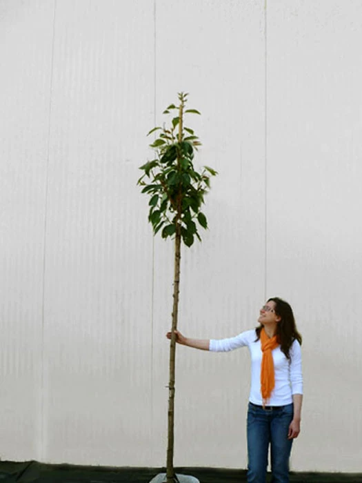 Prunus Serrulata 'Kanzan', Japanische Nelkenkirsche - Hochstamm 4 Prunus Serrulata 'Kanzan', Japanische Nelkenkirsche - Hochstamm – Bild 4