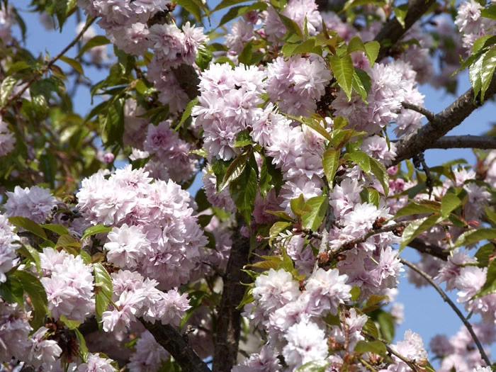 Prunus Serrulata 'Kiku-Shidare-Sakura', Japanische Hänge-Nelkenkirsche - Hochstamm 2 Prunus Serrulata 'Kiku-Shidare-Sakura', Japanische Hänge-Nelkenkirsche - Hochstamm – Bild 2