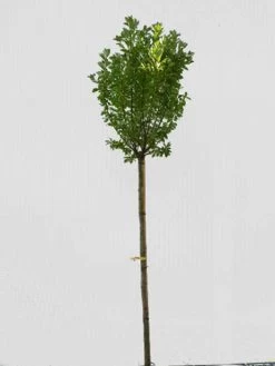 Prunus Padus 'Nana', Kugel-Traubenkirsche - Hochstamm 5 Prunus Padus 'Nana', Kugel-Traubenkirsche - Hochstamm -Gartengrün -Pflanze prunus padus nana hochstamm 1280x1280