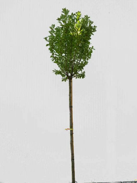 Prunus Padus 'Nana', Kugel-Traubenkirsche - Hochstamm 3 Prunus Padus 'Nana', Kugel-Traubenkirsche - Hochstamm – Bild 3