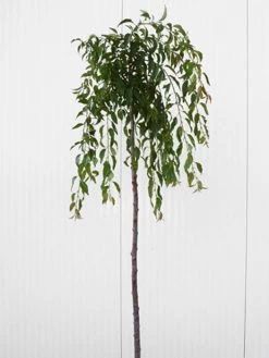 Prunus Serrulata 'Kiku-Shidare-Sakura', Japanische Hänge-Nelkenkirsche - Hochstamm 5 Prunus Serrulata 'Kiku-Shidare-Sakura', Japanische Hänge-Nelkenkirsche - Hochstamm -Gartengrün -Pflanze prunus shidare zakura 1280x1280