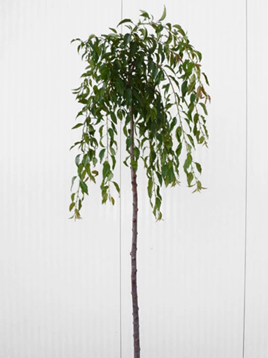 Prunus Serrulata 'Kiku-Shidare-Sakura', Japanische Hänge-Nelkenkirsche - Hochstamm 3 Prunus Serrulata 'Kiku-Shidare-Sakura', Japanische Hänge-Nelkenkirsche - Hochstamm – Bild 3