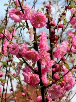 Prunus Triloba, Mandelbäumchen, Japanische Zierkirsche 5 Prunus Triloba, Mandelbäumchen, Japanische Zierkirsche -Gartengrün -Pflanze prunus triloba2 43409 2 1280x1280