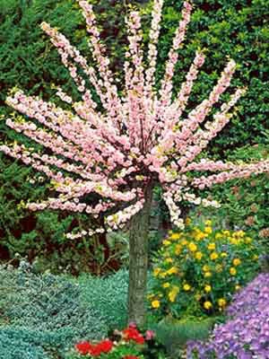 Prunus Triloba, Mandelbäumchen, Japanische Zierkirsche 1 Prunus Triloba, Mandelbäumchen, Japanische Zierkirsche