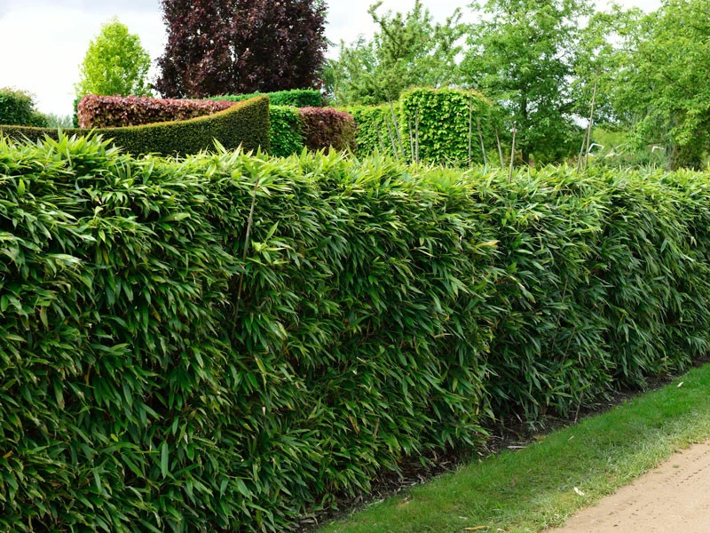 Pseudosasa Japonica, Pfeil-Bambus 1 Pseudosasa Japonica, Pfeil-Bambus