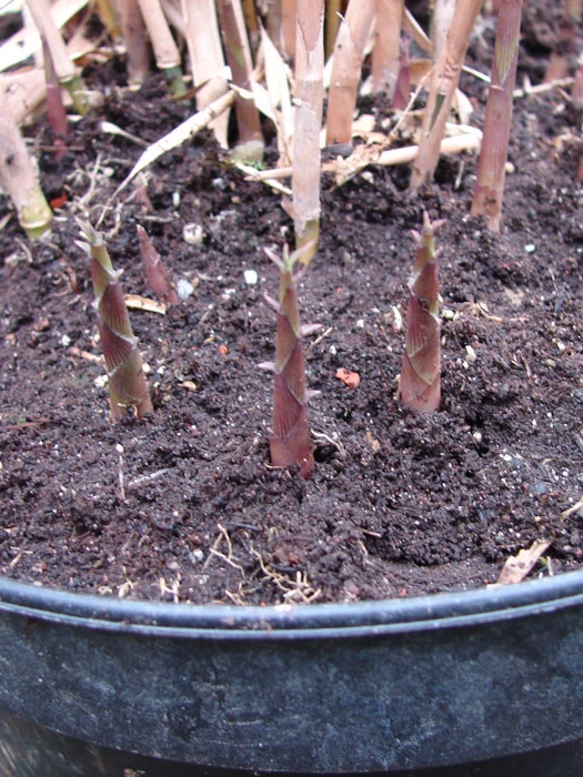 Fargesia Scabrida, Purpur-Bambus, Garten-Bambus 2 Fargesia Scabrida, Purpur-Bambus, Garten-Bambus – Bild 2