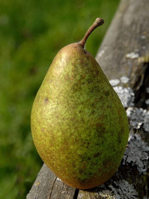 Birne Gräfin Von Paris 2 Birne Gräfin Von Paris – Bild 2