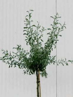 Pyrus Salicifolia 'Pendula', Hängende Silberbirne - Hochstamm 7 Pyrus Salicifolia 'Pendula', Hängende Silberbirne - Hochstamm -Gartengrün -Pflanze pyrus salicifolia krone 1280x1280