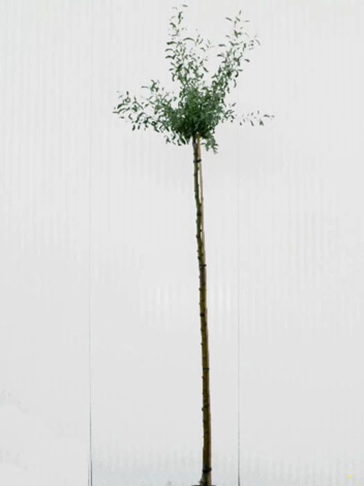 Pyrus Salicifolia 'Pendula', Hängende Silberbirne - Hochstamm 3 Pyrus Salicifolia 'Pendula', Hängende Silberbirne - Hochstamm – Bild 3