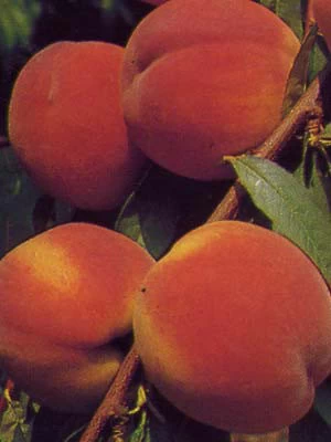 Pfirsich Red Heaven 1 Pfirsich Red Heaven
