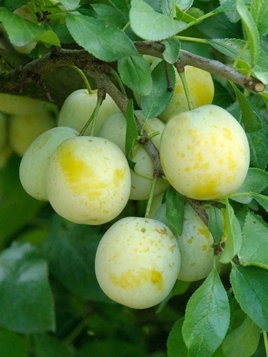 Pflaume Oullins Reneclaude 1 Pflaume Oullins Reneclaude