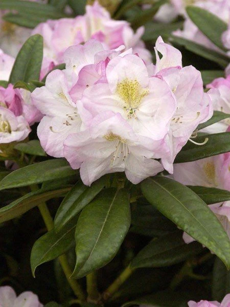 Rhododendron 'Brigitte 1 Rhododendron 'Brigitte