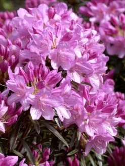 Rhododendron Ponticum 'Graziella'