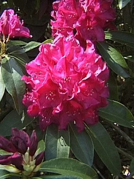 Rhododendron 'Old Port' 3 Rhododendron 'Old Port' – Bild 3