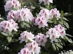 Rhododendron 'Progres' 6 Rhododendron 'Progres' -Gartengrün -Pflanze rhodo progres 1280x1280