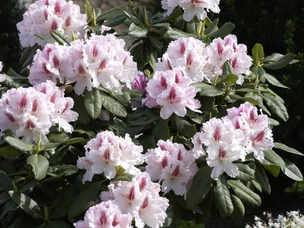 Rhododendron 'Progres' 3 Rhododendron 'Progres' – Bild 3