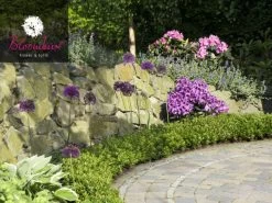 Rhododendron 'Bloombux®' 5 Rhododendron 'Bloombux®' -Gartengrün -Pflanze rhododendron bloombux 1280x1280