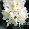Rhododendron 'Cunningham's White' INKARHO®
